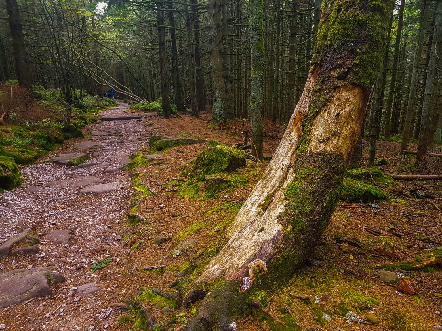 Wanderung_Mummelsee-10