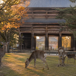 Japan – Nara