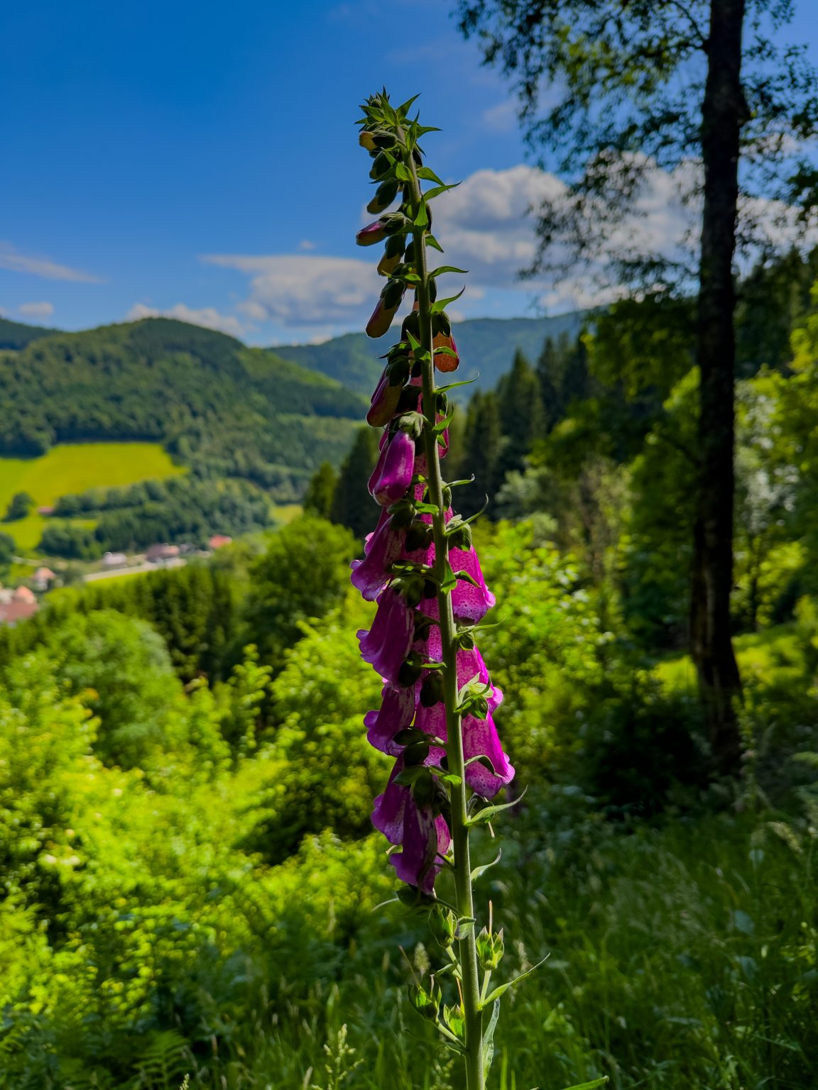 Wanderungen Oberprechtal-2026-04
