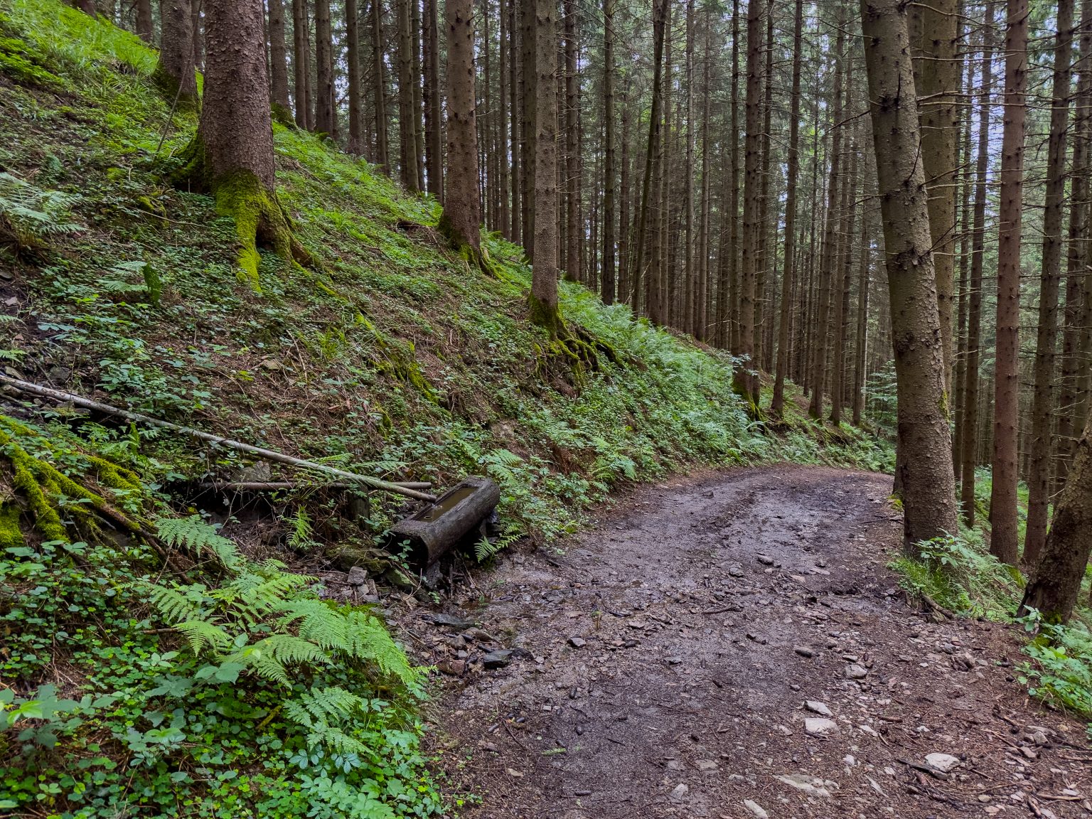 Wanderungen Oberprechtal-2026-07