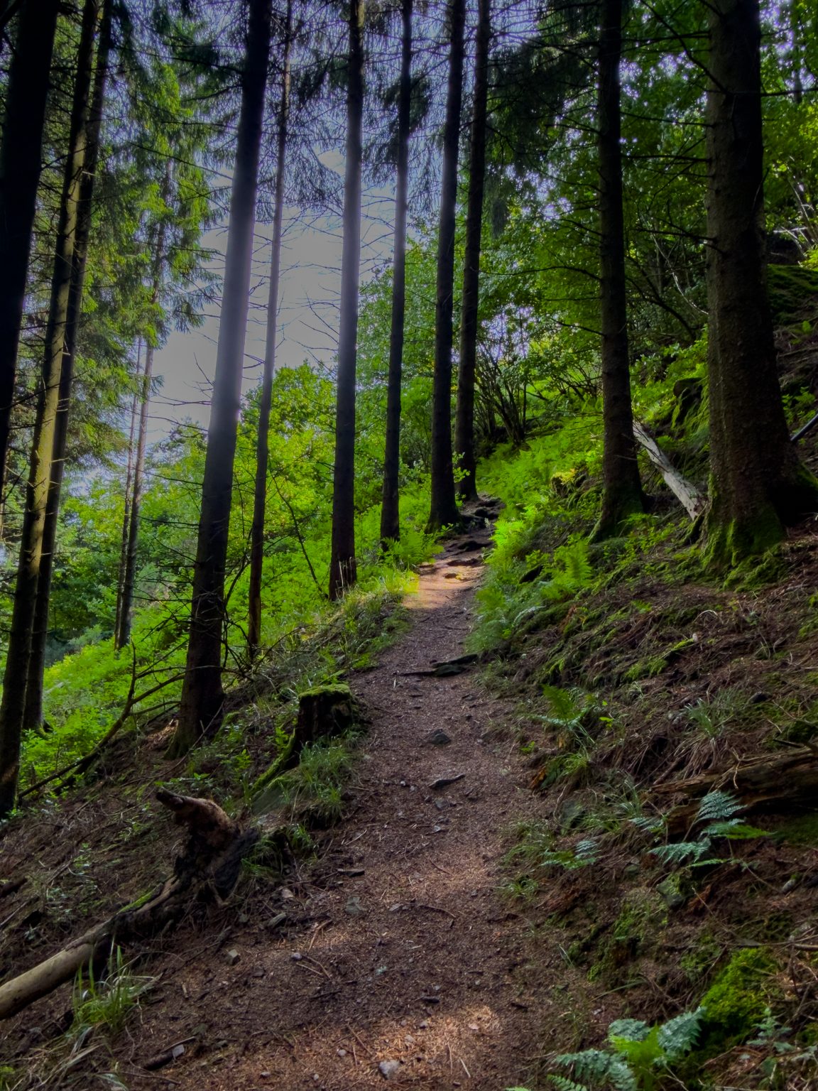 Wanderungen Oberprechtal-2026-10