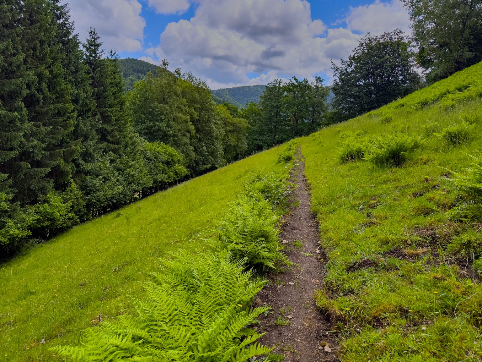 Wanderungen Oberprechtal-2026-18