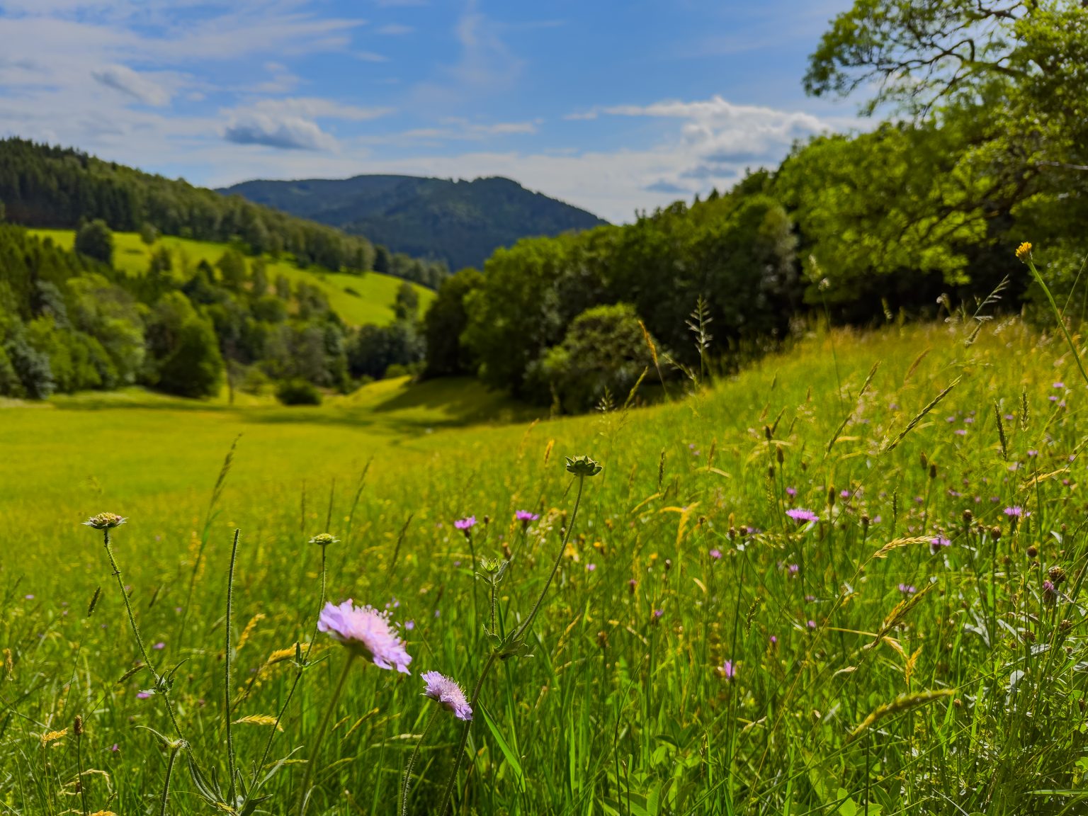 Wanderungen Oberprechtal-2026-24