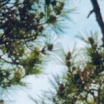 Taira – Aufstieg der Kriegerelite