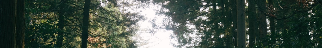 Historischer Weg durch einen japanischen Schreinwald als Header der Timeline