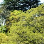 Toyotomi – Hideyoshi und die Einigung Japans